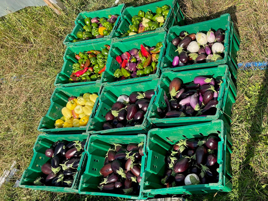 LAST WEEK Eureka Organic Farm CSA Week 12 Newsletter, 9/10 and 9/13