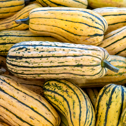 Delicata Squash
