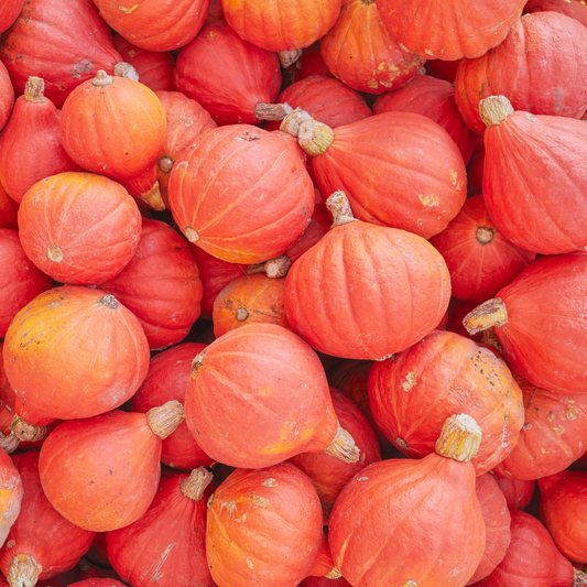 Red Kuri Squash