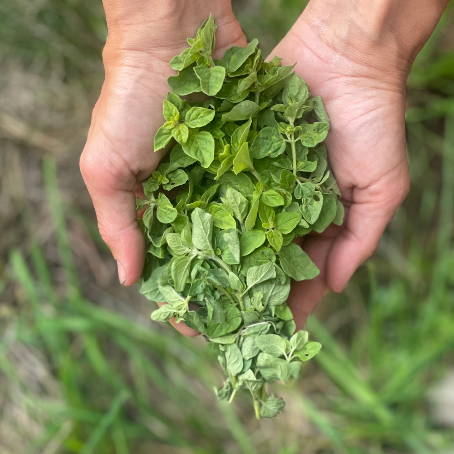 Oregano