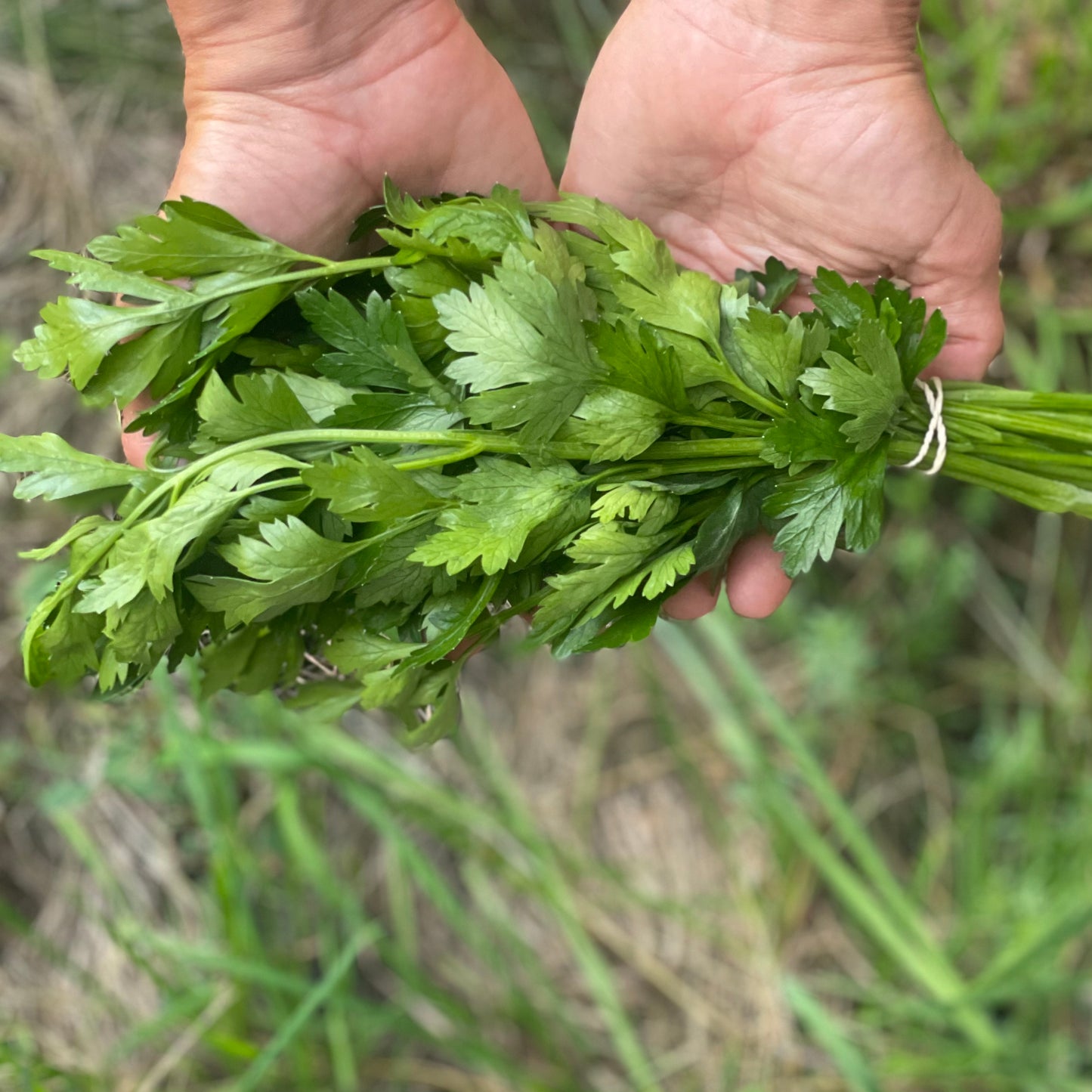 Parsley