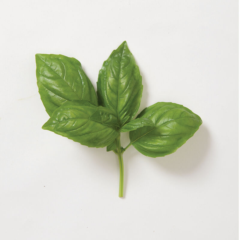 Herbs: Genovese Basil 4-pack