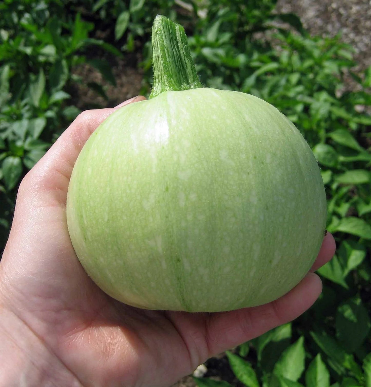 Cue Ball Zucchini
