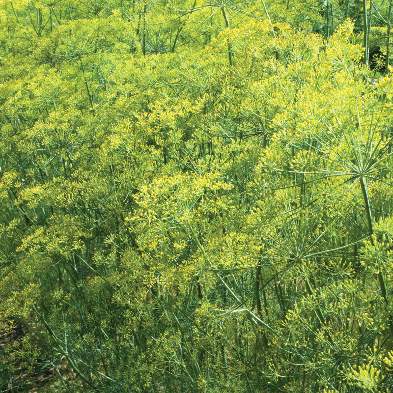 Herbs: Bouquet Dill 4-pack