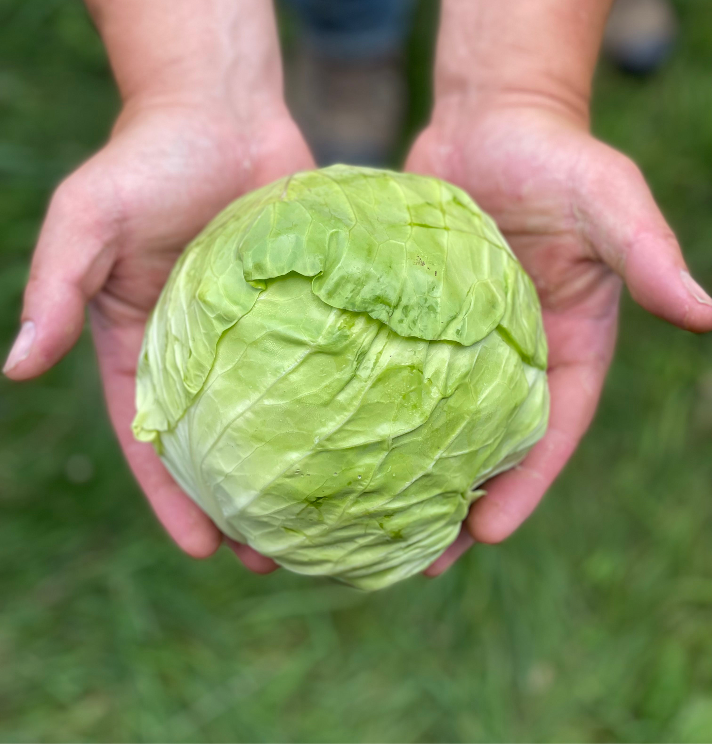 Cabbage