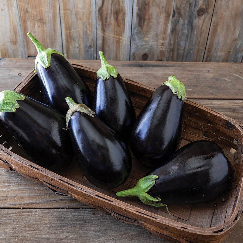 Eggplant: Thanos 4" Pot