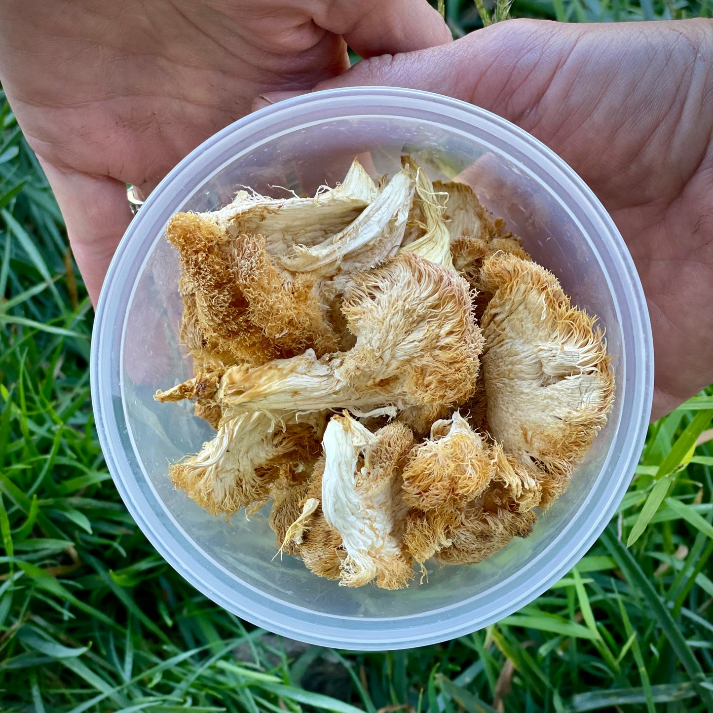 Dried Lion's Mane