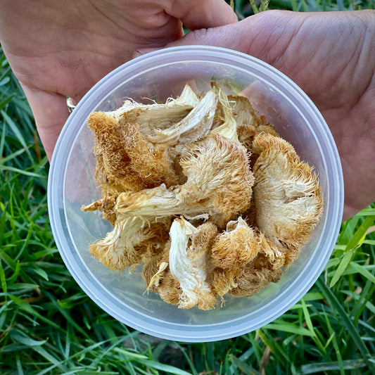 Dried Lion's Mane