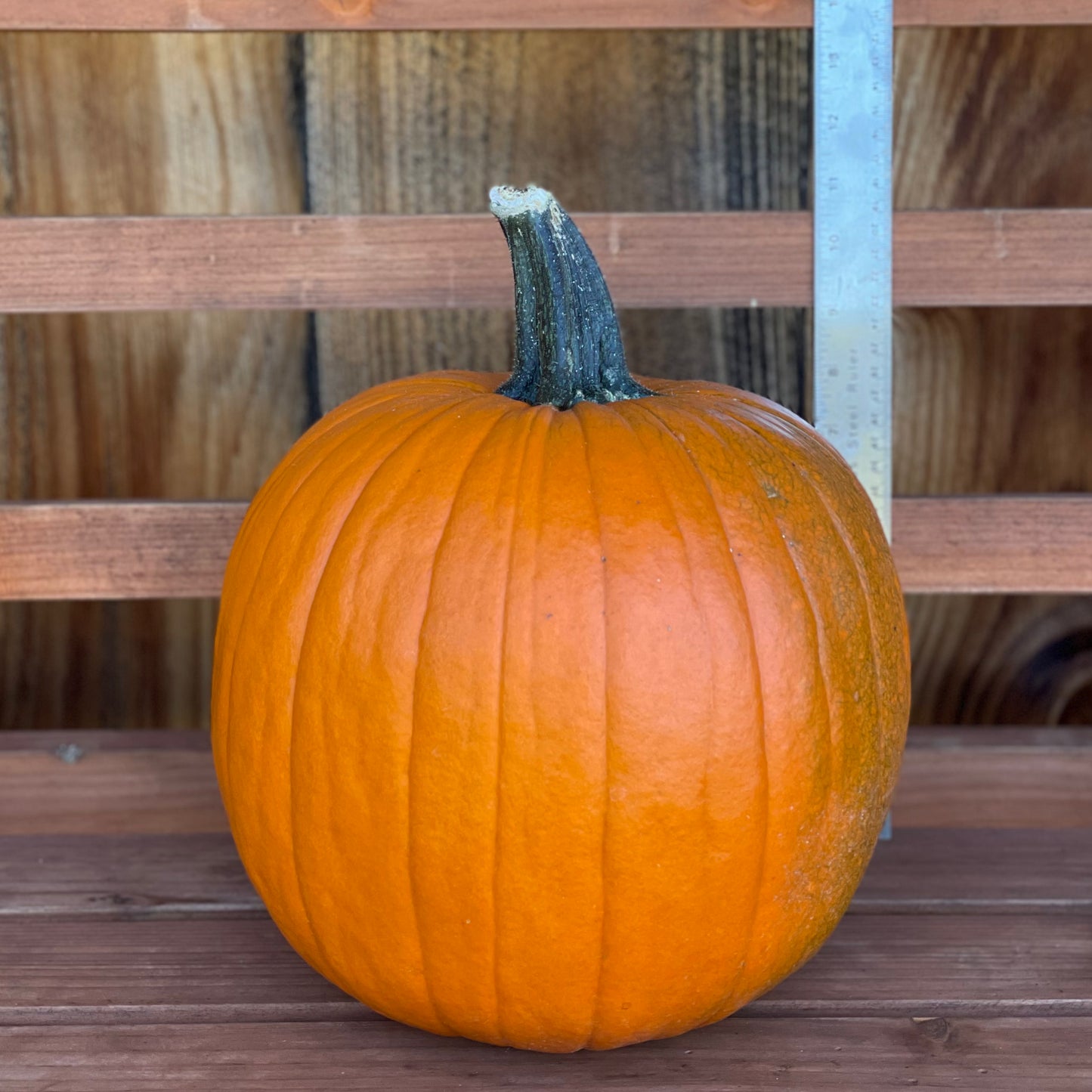 Jack o'lantern Pumpkins