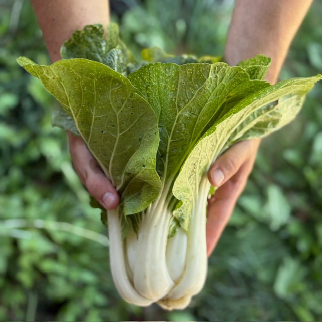 Bok choy