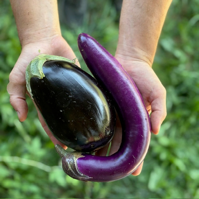Eggplant
