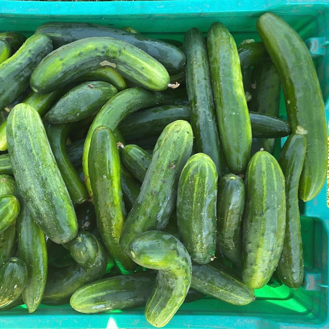 Cucumbers