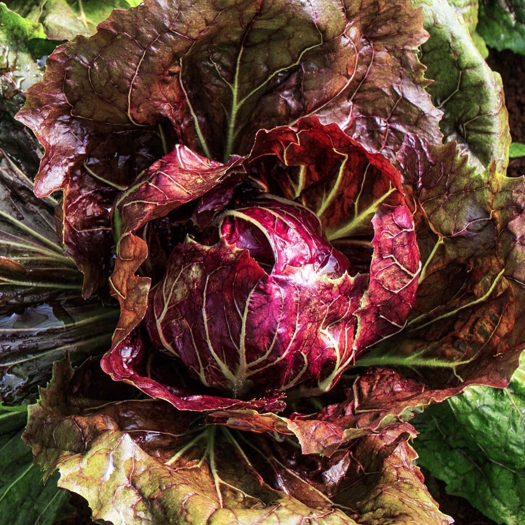Radicchio 4-pack