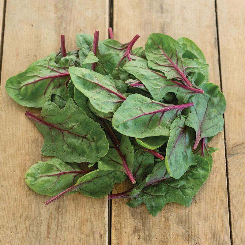 Spinach: Red Tabby 4-pack