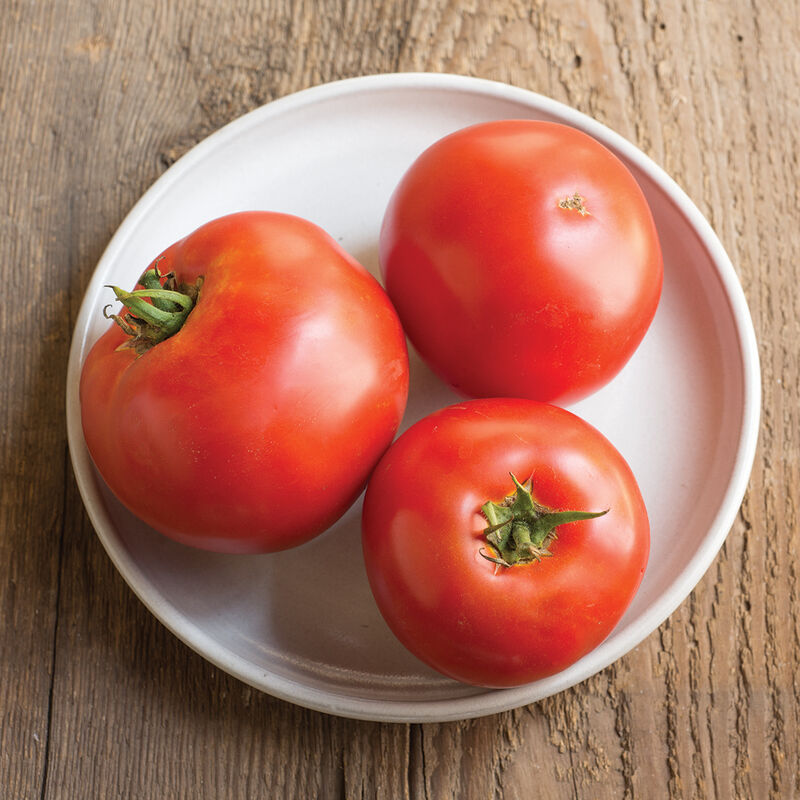 Tomato: Big Beef 4" Pot