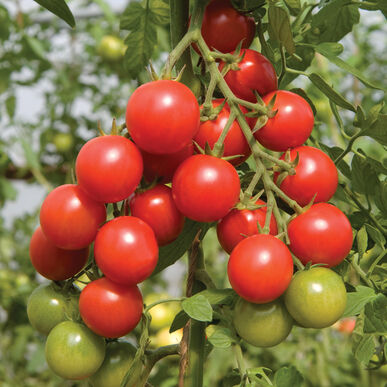 Tomato: Sakura Cherry 4" pot