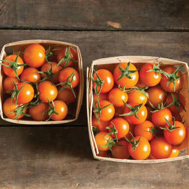 Tomato: Sungold Cherry 4" Pot