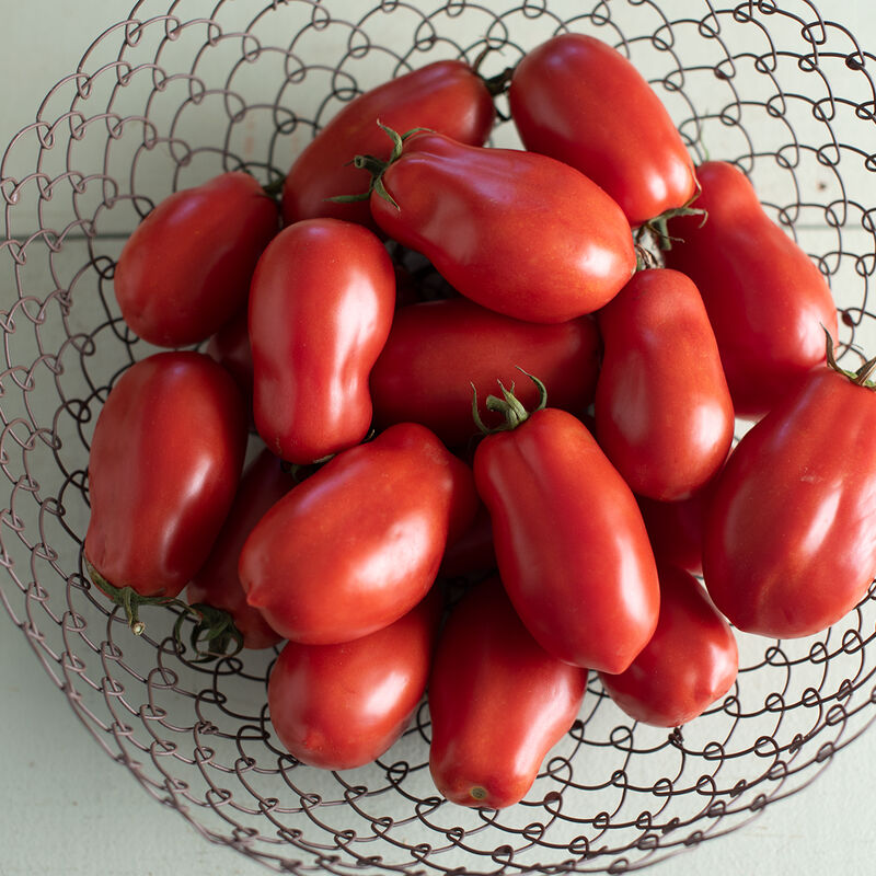 Tomato: San Marzano II 4" Pot