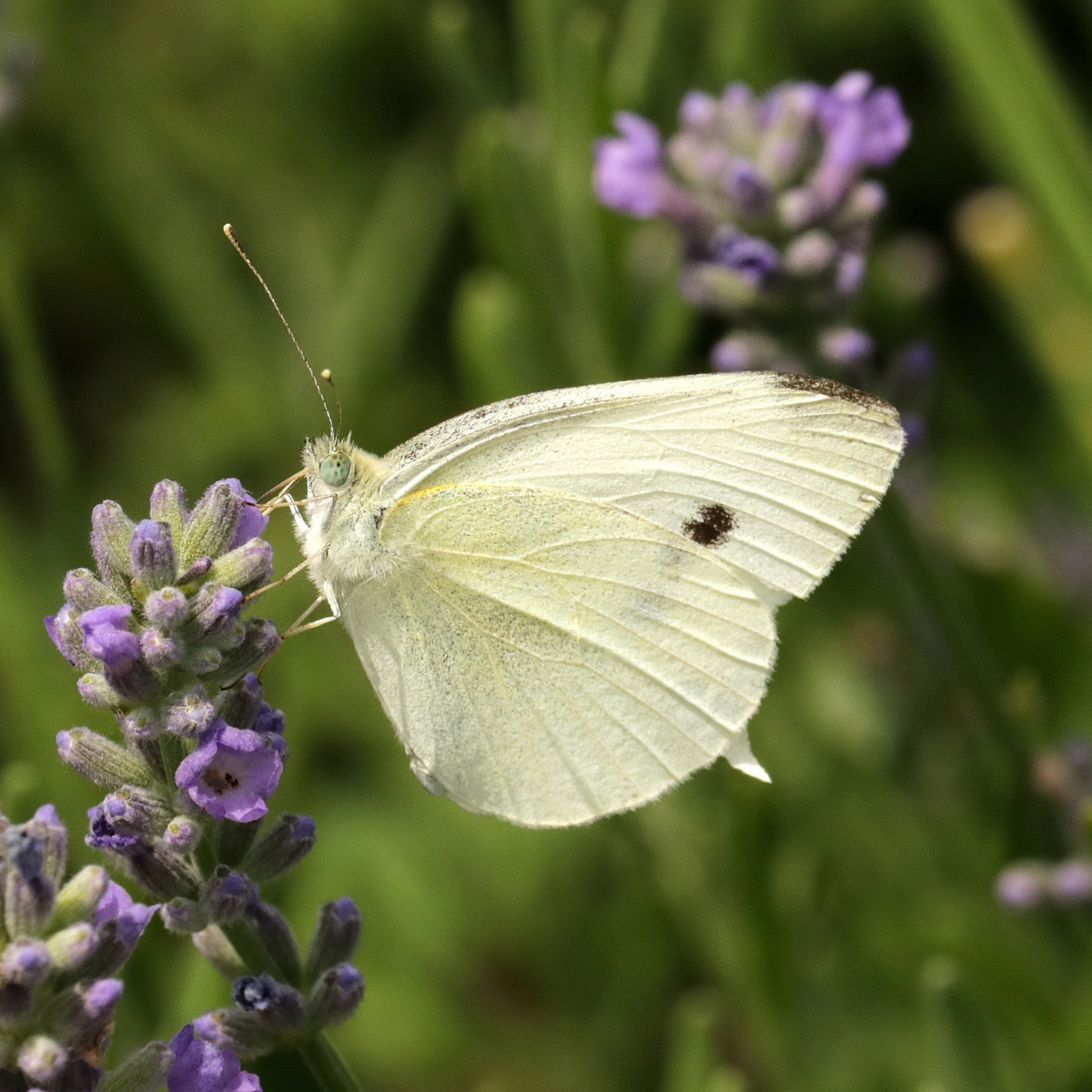 Cabbage White Decoy Printable