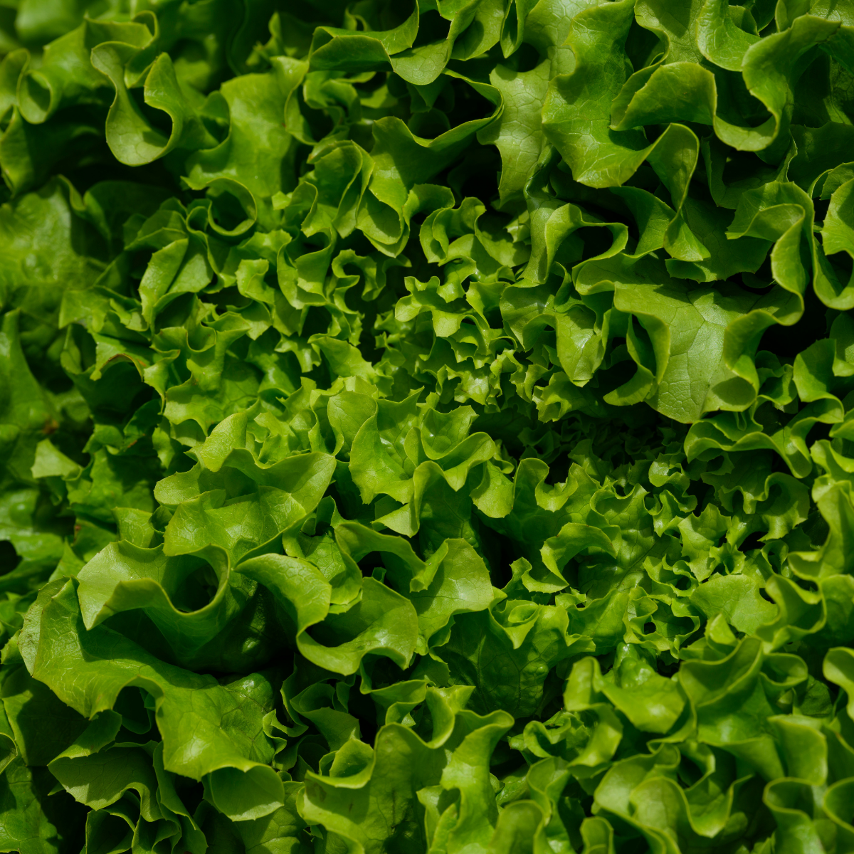 Lettuce Head