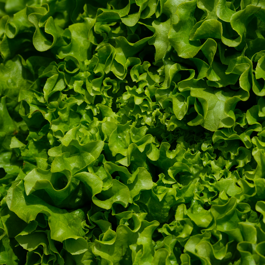 Lettuce Head