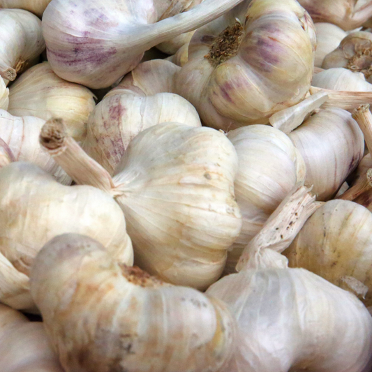 Garlic