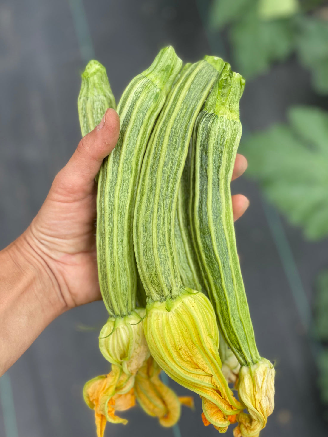 CSA Pickups Start Next Week!