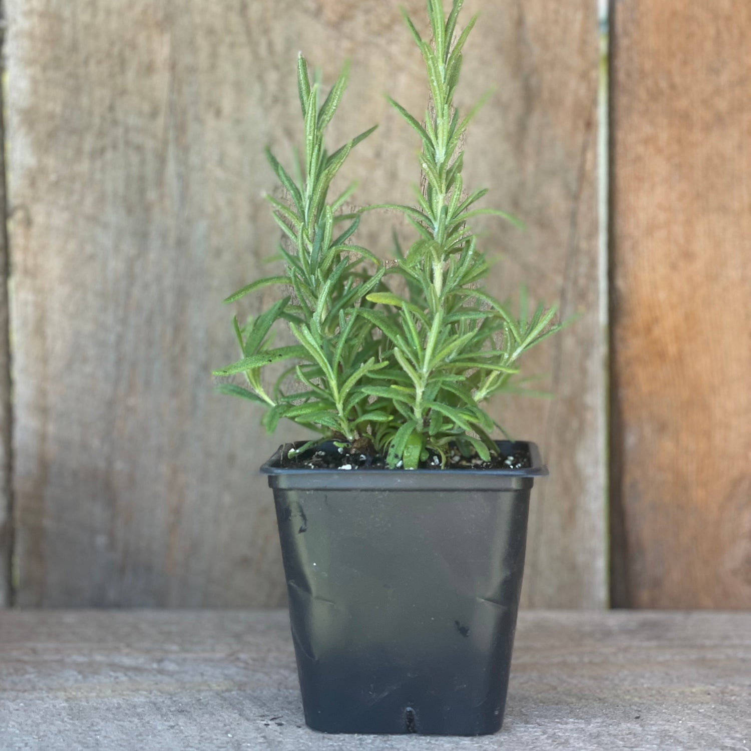 Seedlings and Plants