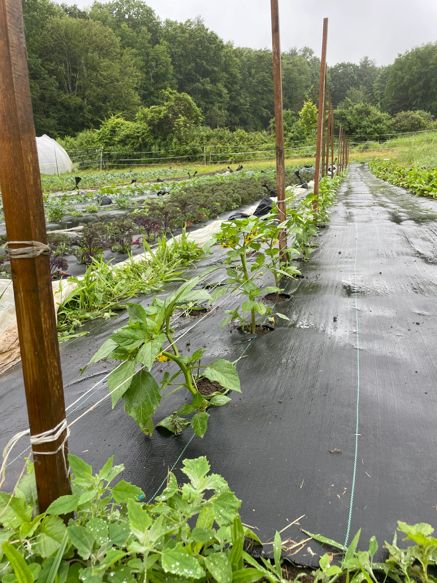 Garden Consulting
