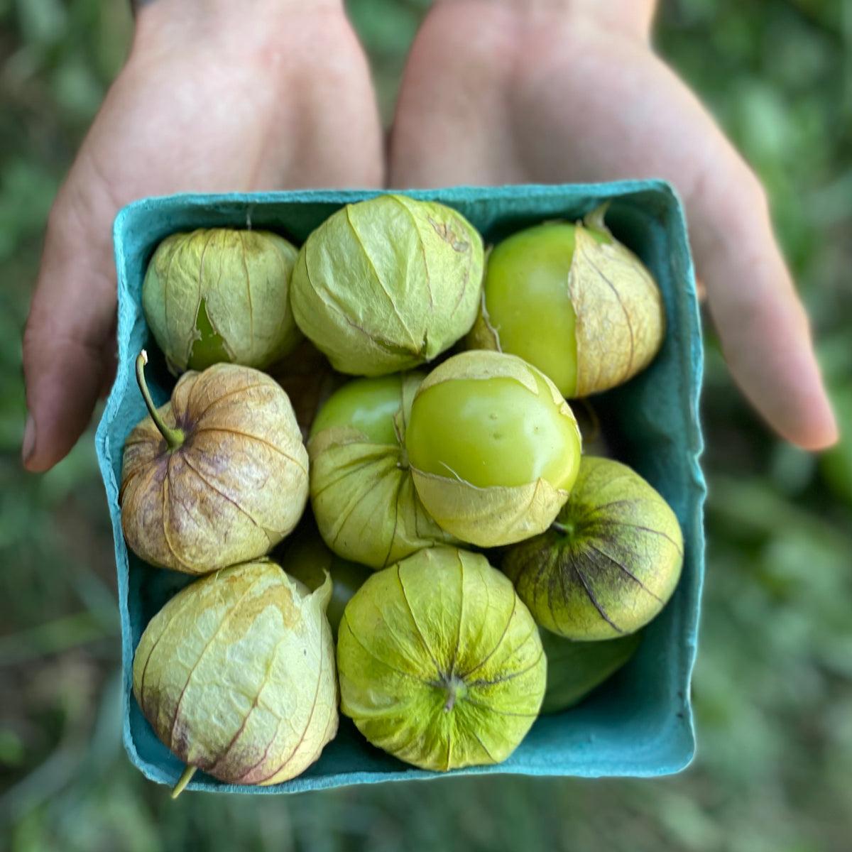 Tomatillos