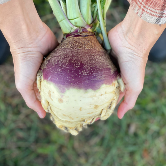 Purple Top Turnip