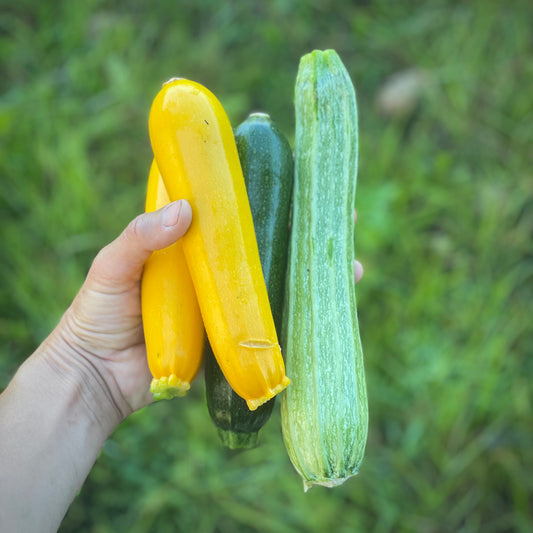 Zucchini and summer squash