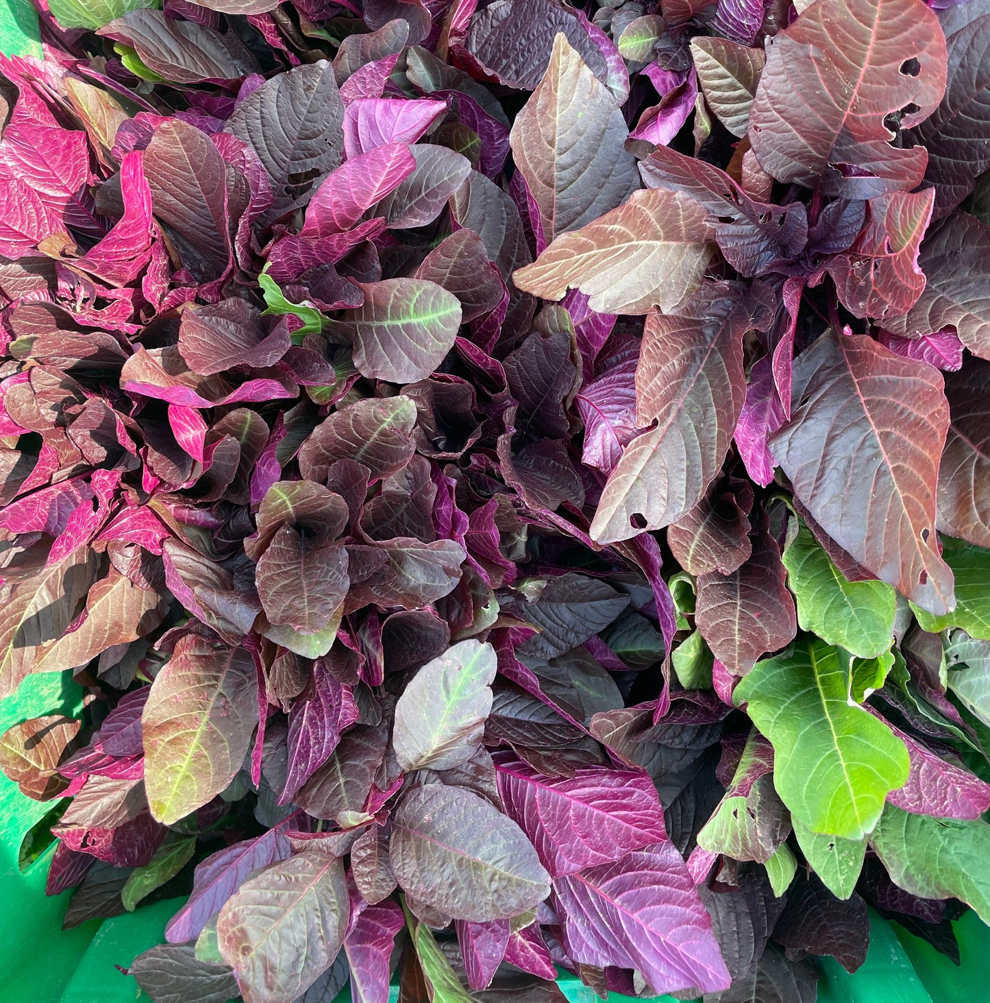 Red Amaranth Greens