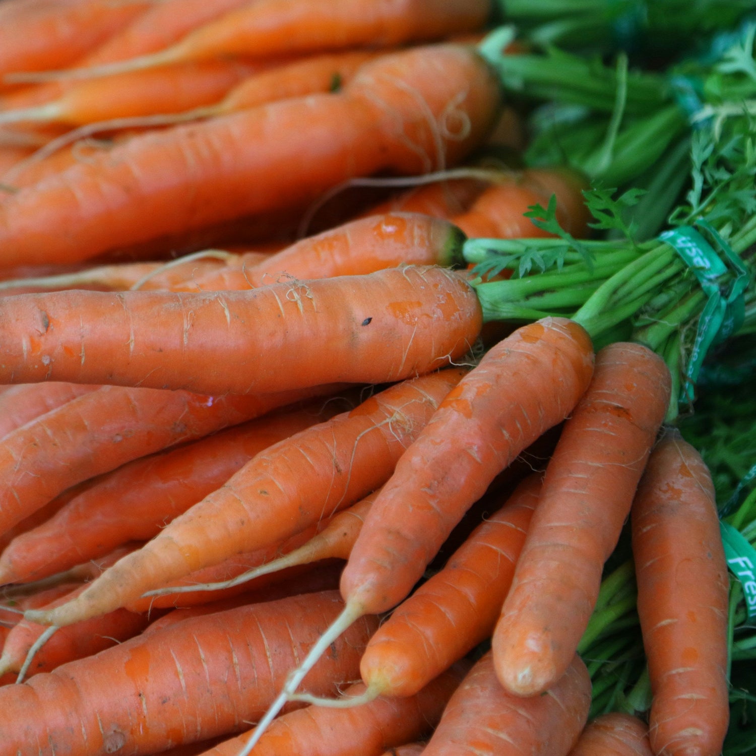 Bunch of fresh carrots with green tops