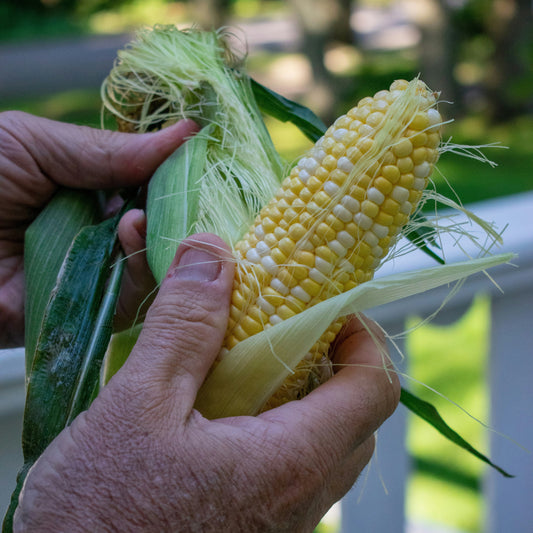 Organic Corn on the Cob