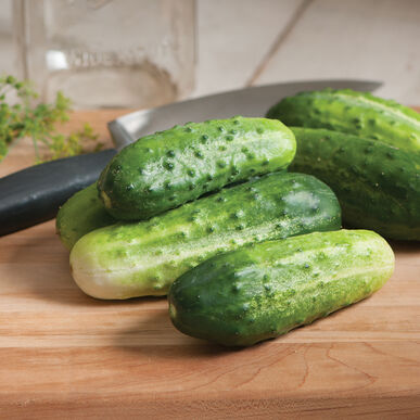 Cucumber: Little Leaf Pickler 4" Pot