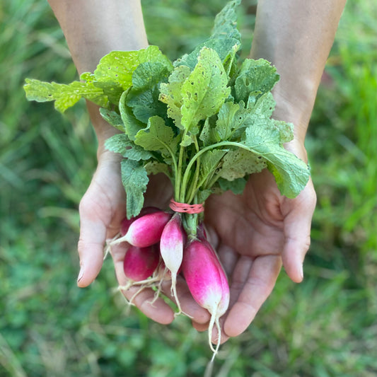 French Breakfast Radish