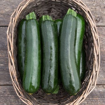 Zucchini and summer squash