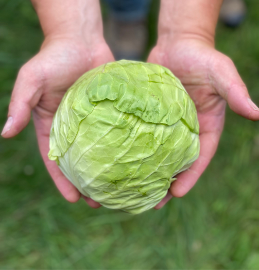 Cabbage