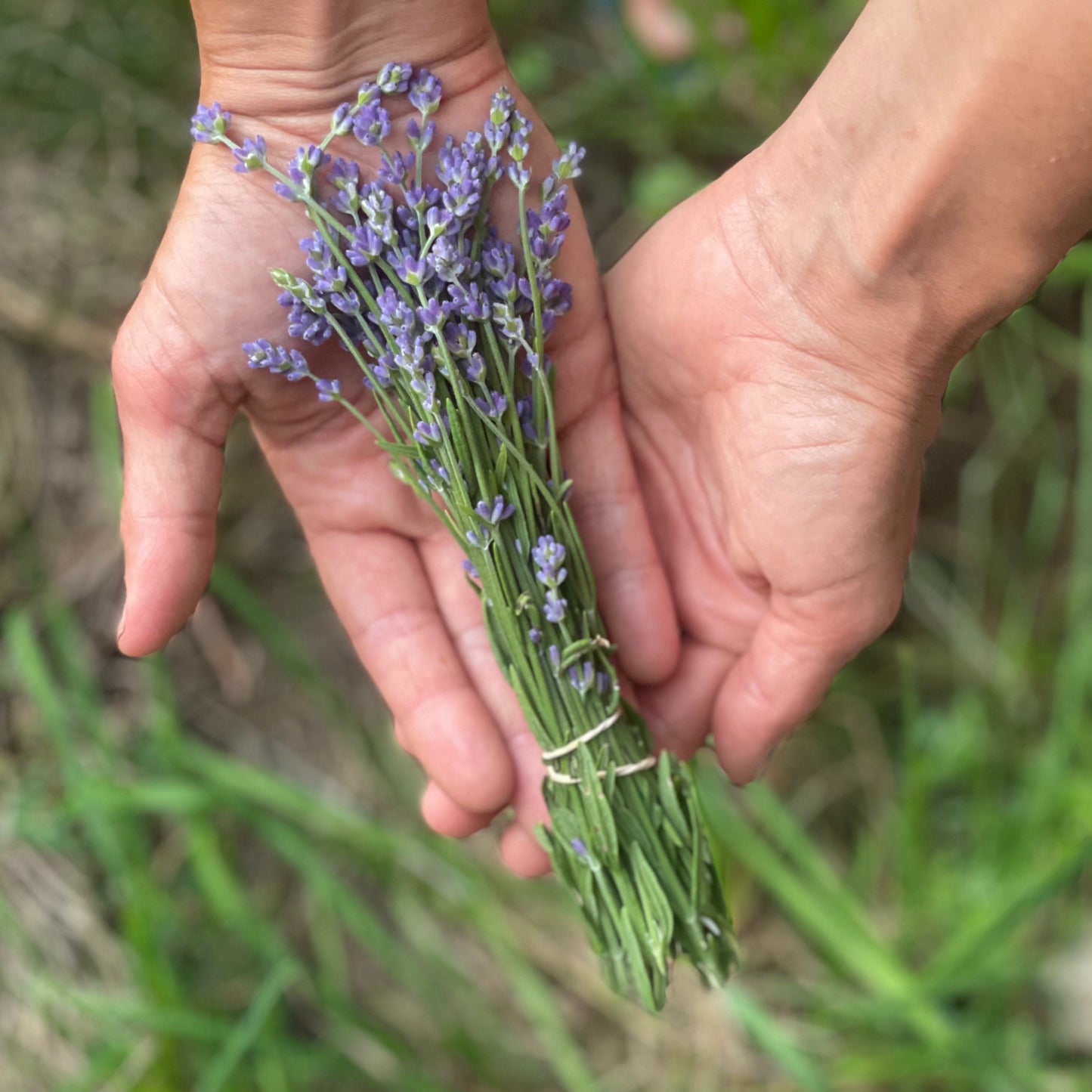 Lavender