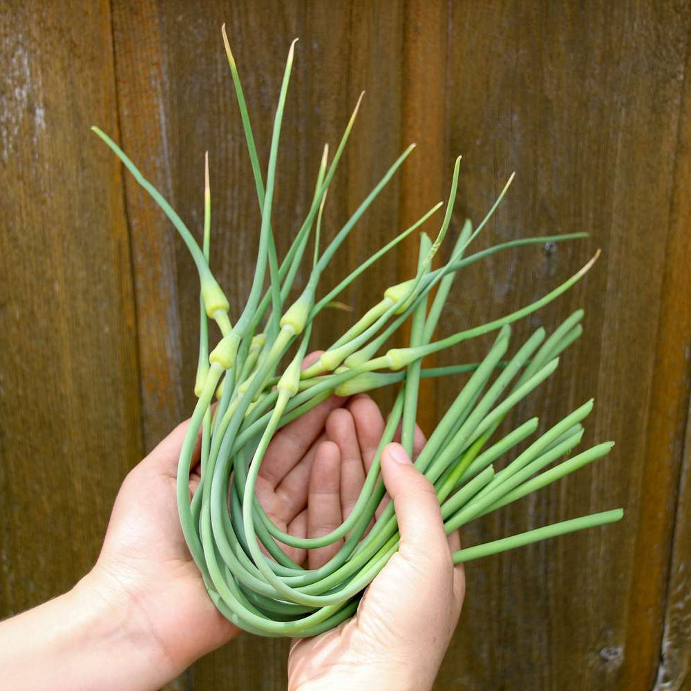 Hand holding a bundle of green onions against a wooden background