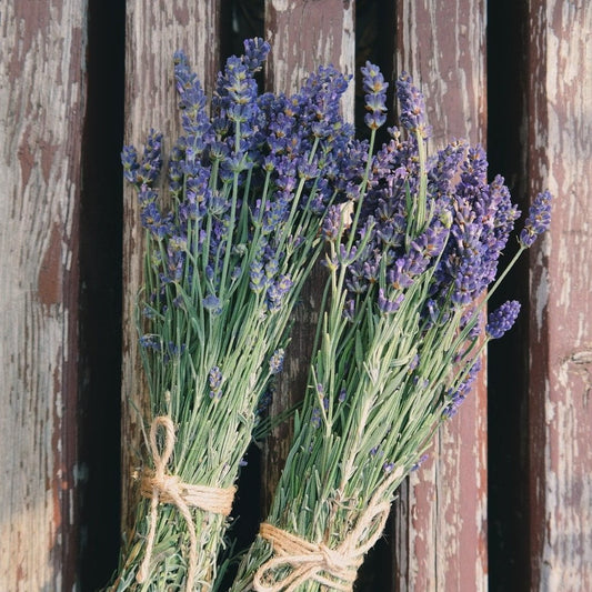 Herbs: Lavender 4" Pot