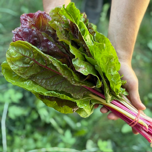 Rainbow Swiss Chard