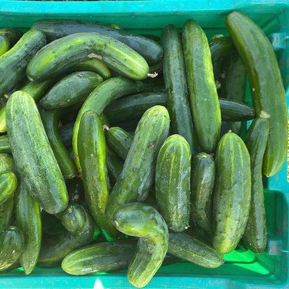 Cucumbers