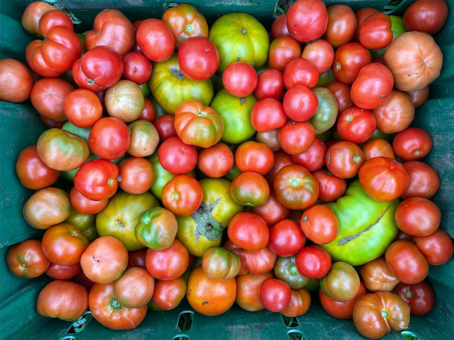 Summer Veggie Visionary Large Share