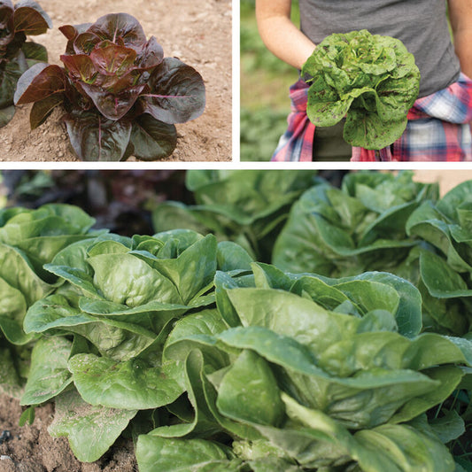 Lettuce: Little Gem Type Mixed 4-pack