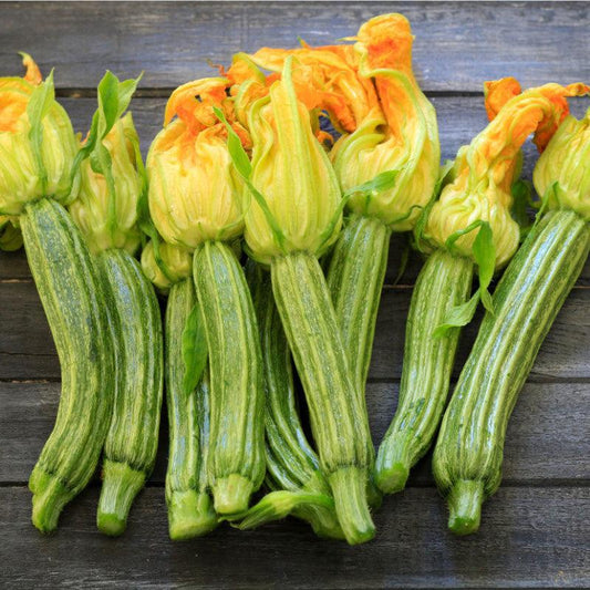 Pantheon Heirloom Zucchini