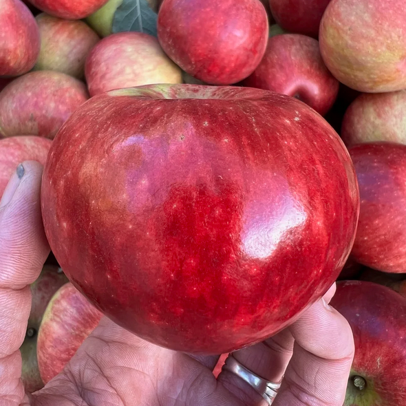 Scott's Winter Apple