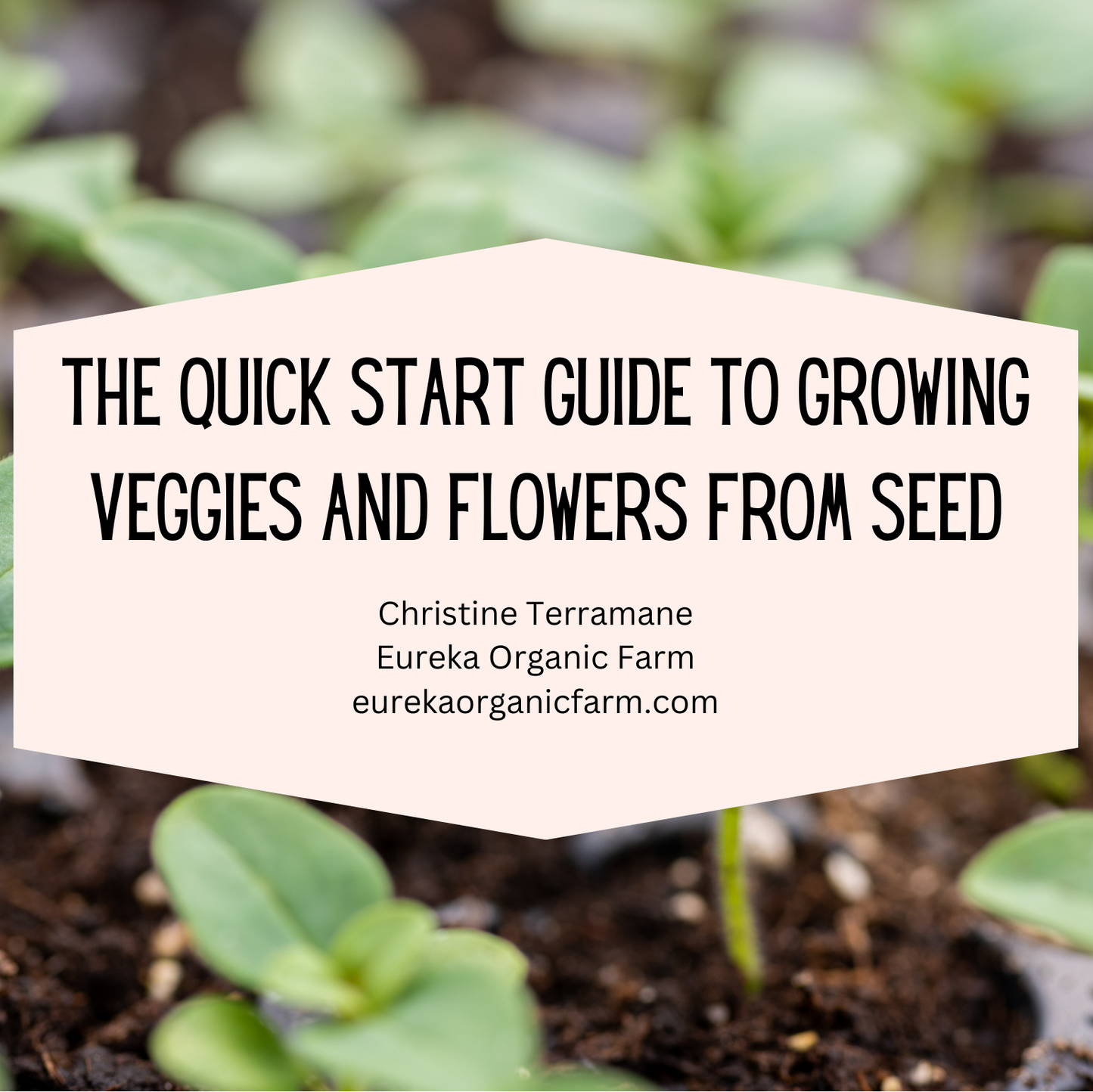 The Quick Start Guide for Growing Veggies and Flowers from Seed (a digital primer)