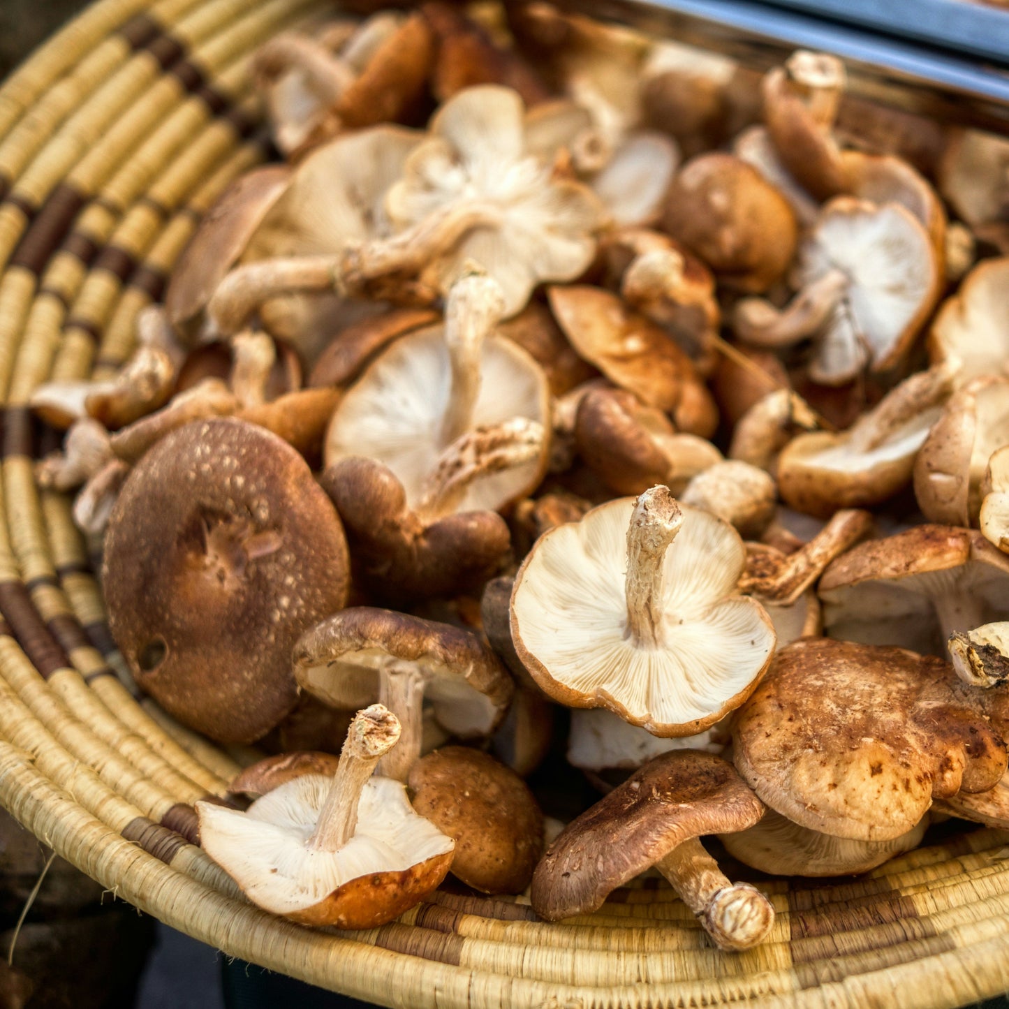 Shiitake Mushrooms